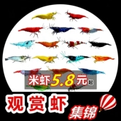 七彩观赏虾淡水晶虾樱花极火蓝宝石黑壳虾除藻工具黄金米虾宠物虾