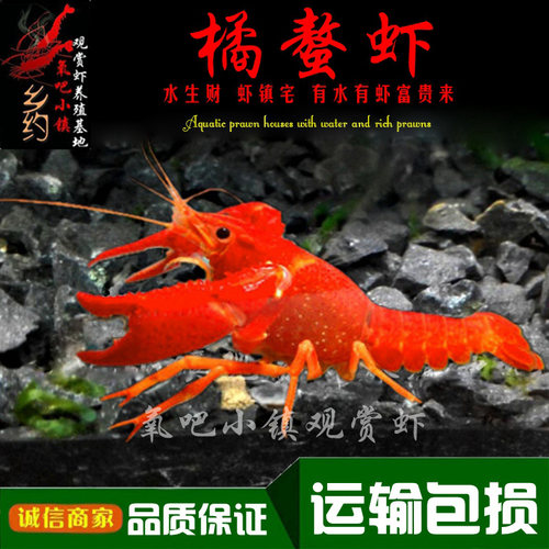 橘白蓝鳌虾淡水观赏龙虾好养耐活