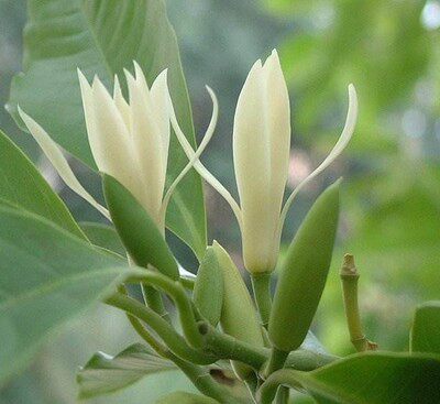 白玉兰精油|白兰花精油单方精油香薰芳疗鲜花萃取广西横县5ml