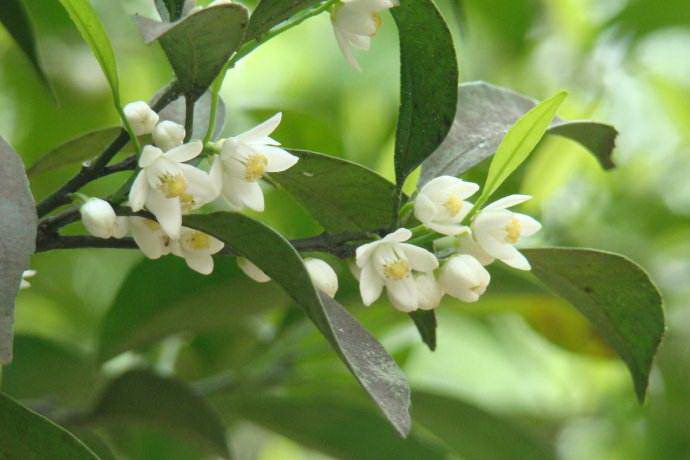 橙花精油5毫升 印度单方精油