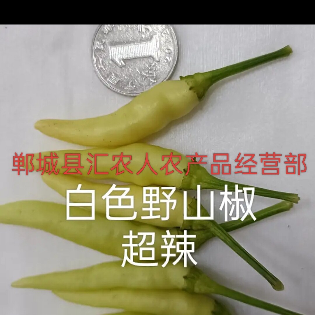 新鲜现摘现发野山椒超辣黄贡椒港椒子弹头辣椒泡椒剁椒辣酱