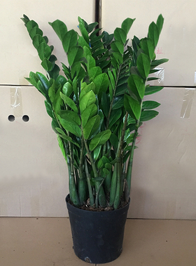 大盆金钱树盆栽植物室内招财钱串子花卉办公室客厅好养净化空气