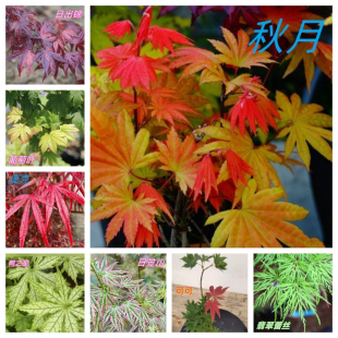 金隐流泉枫树品种月生秋月旦泰勒马里奥蝴蝶枫树花缠绿植不包售后