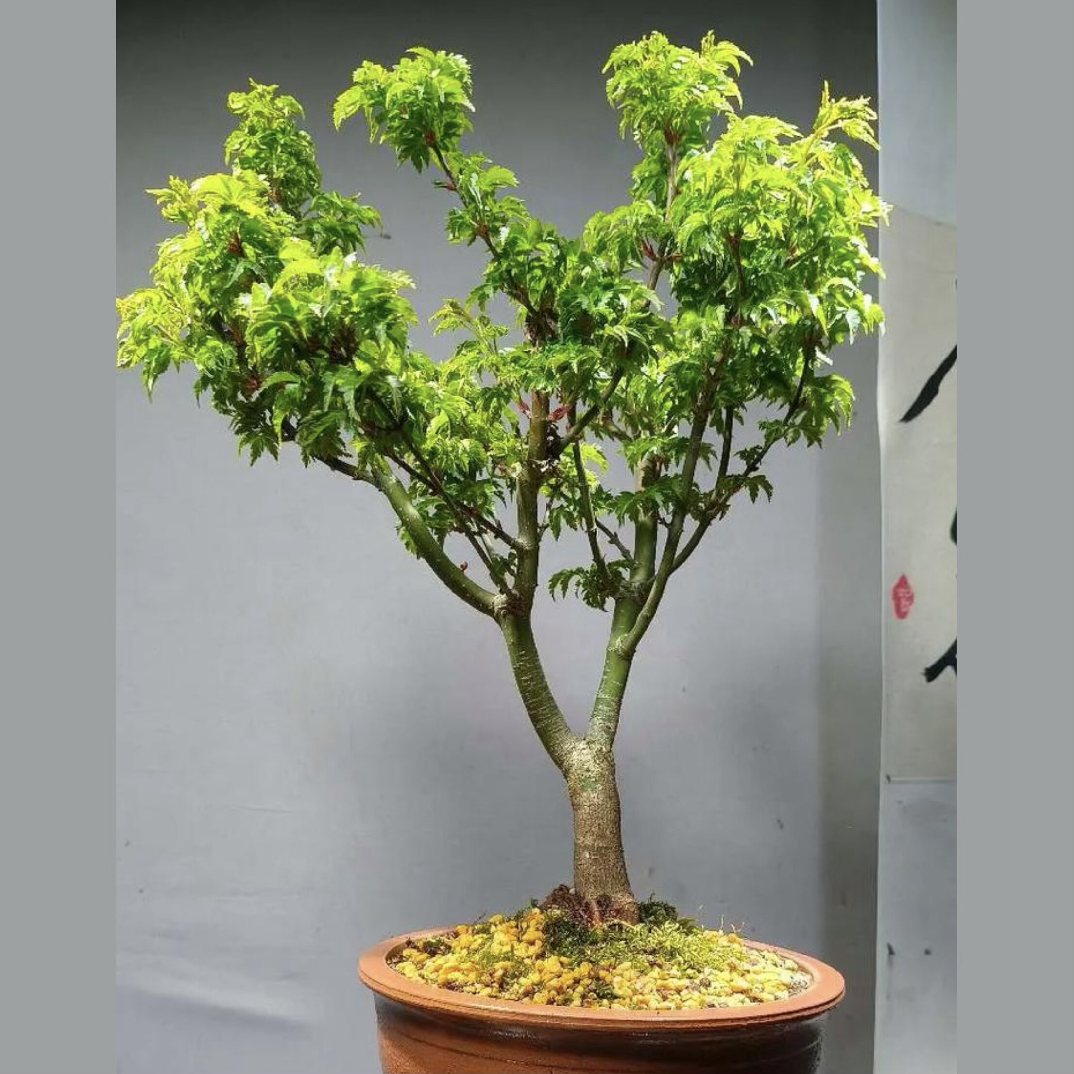 青狮子头枫树日本红枫盆栽花卉品种红枫阳台园艺耐狮子头枫树红枫