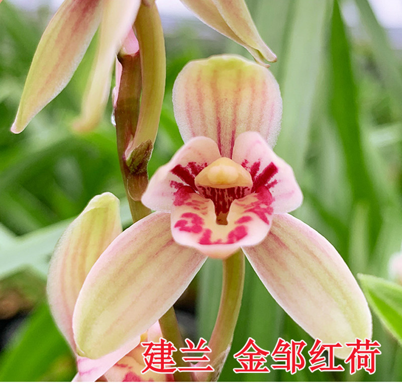 建兰金邹红荷四季兰精品兰花花开漂亮兰花苗绿植盆栽包邮