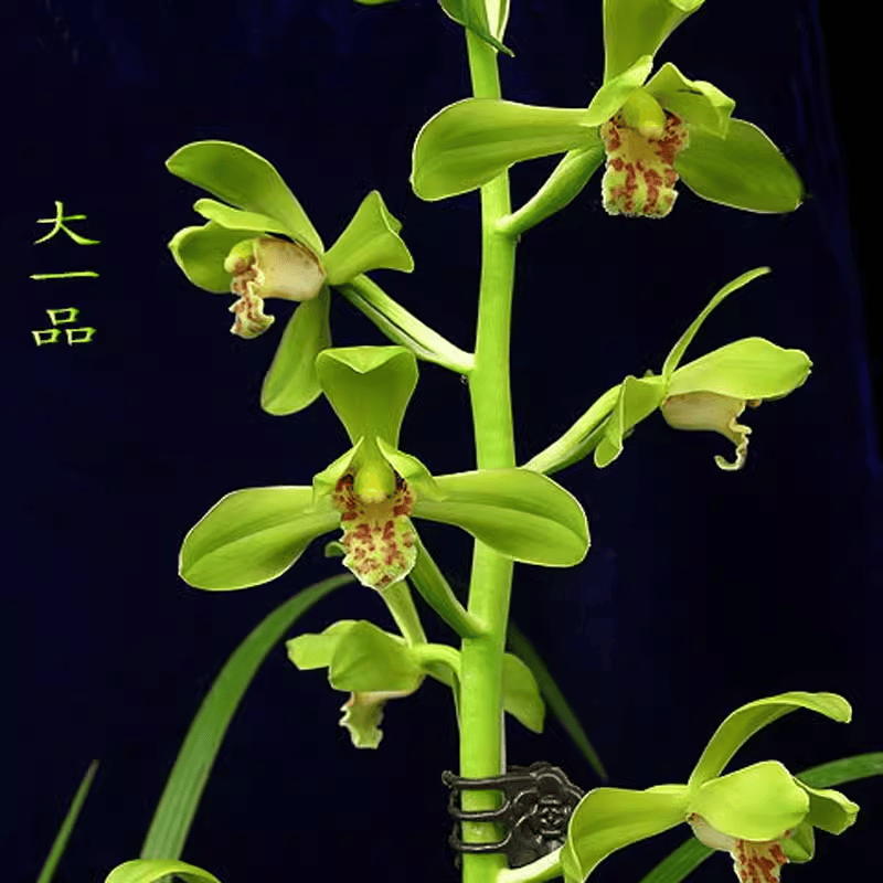 精品兰花苗经典蕙兰老八种大一品浓香型原生老种苗