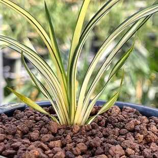 精品高档兰花苗秋芝中透绿植盆栽