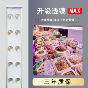正阳多肉聚光通透自然家用上色防徒长全光谱植物补光灯室内带支架