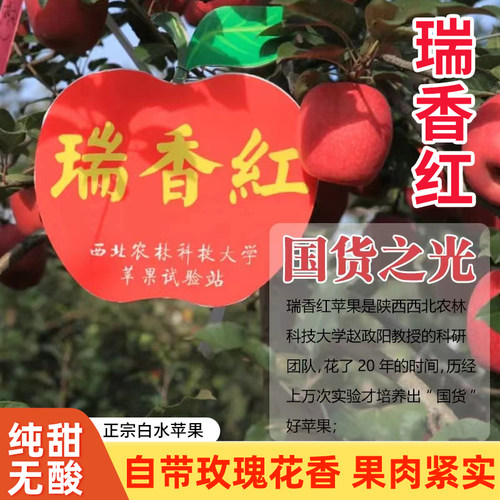 脆甜原产地红苹果白水纯甜无酸