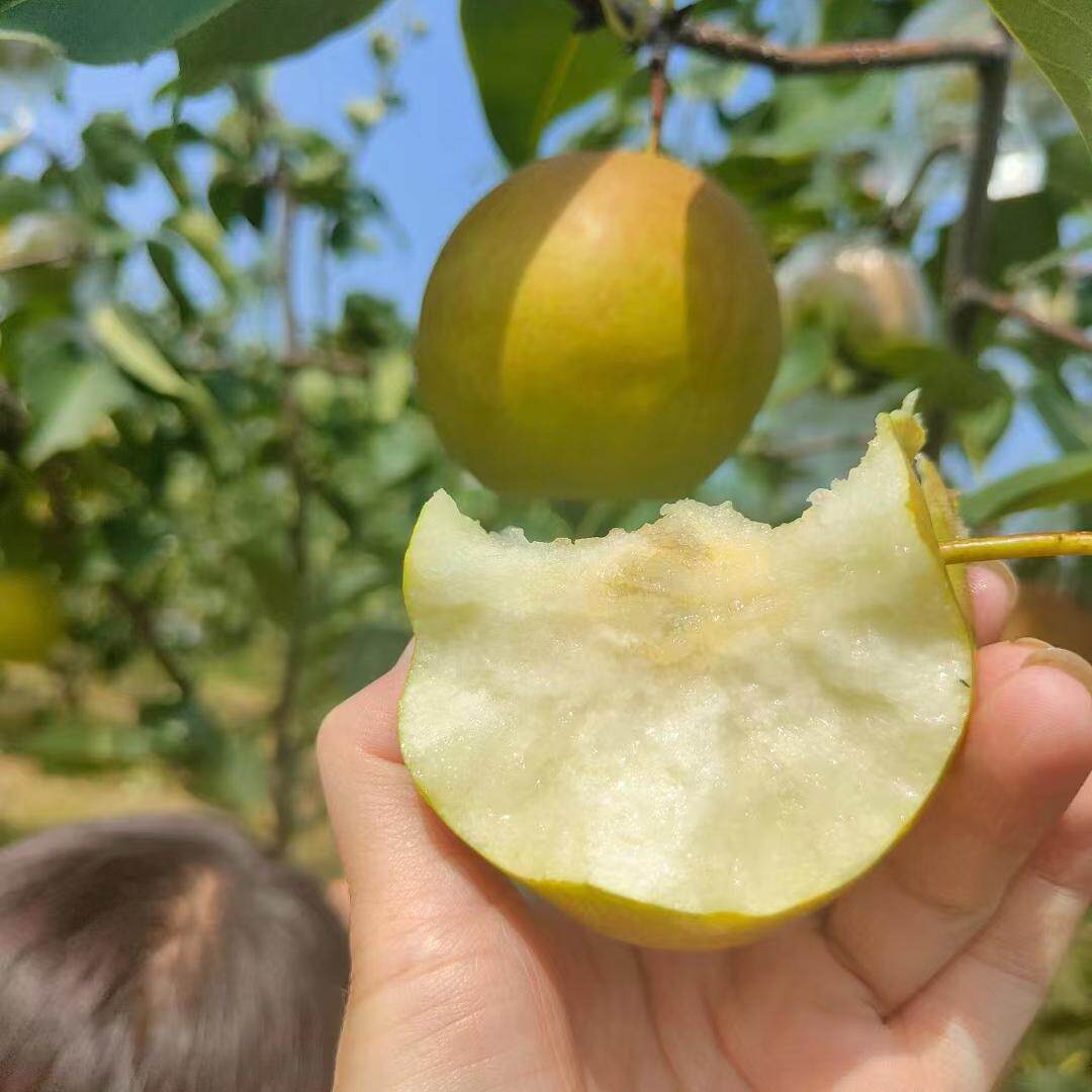 陕西正宗玉露香梨酥脆多汁新鲜孕妇水果当季礼盒装翡翠梨爆甜爆汁