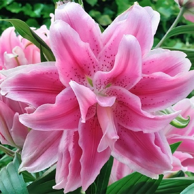 东方百合种球大全进口单瓣重瓣