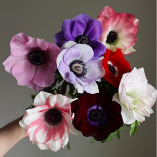 25年秋现货欧洲意大利进口银莲花种球多年生花色丰富耐寒球根花卉