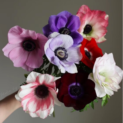 欧洲进口花色丰富多年生耐寒