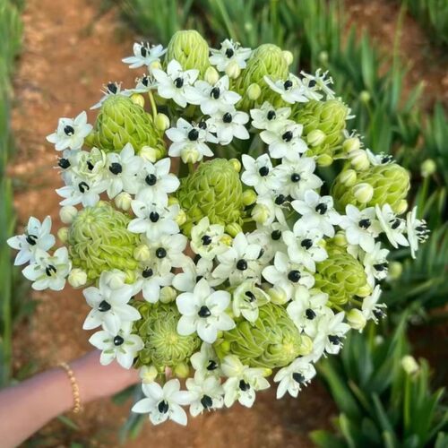 白花天鹅绒种球伯利恒之星