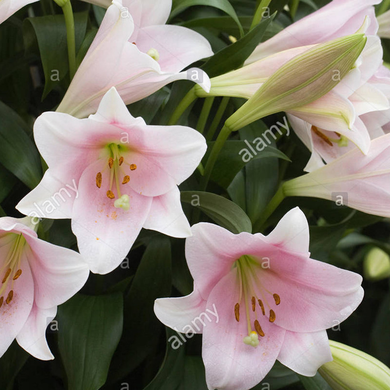 进口铁炮LO香水百合种球多球装进口花球种子花大有香味四季种阳台