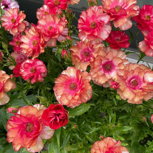 球迷花园 花毛茛种球 进口切花蝴蝶赛牡丹种子阳台盆栽宿根花卉植