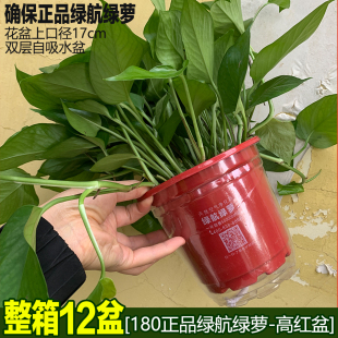 绿航绿萝长藤大叶水培植物自吸水绿箩室内净化空气办公室绿植盆栽