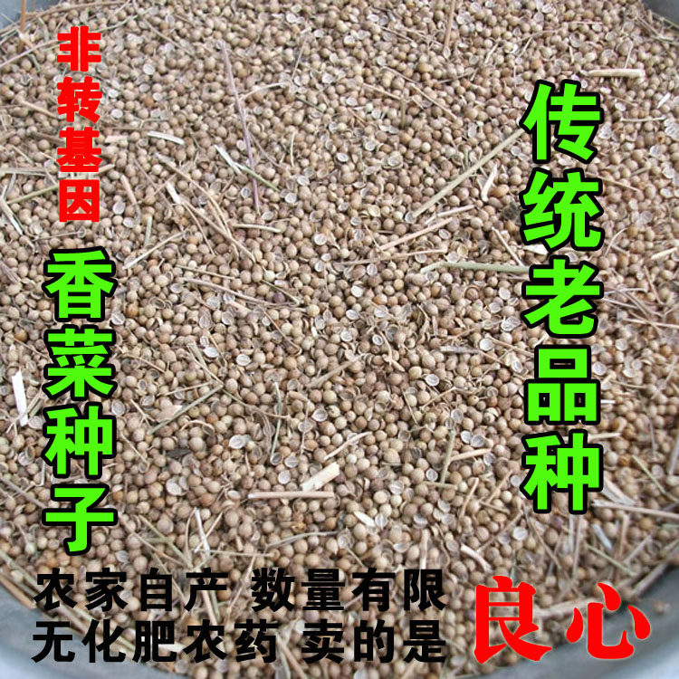农家自产自留香菜种子老品种香菜籽芫荽籽可留种非转基因 15克