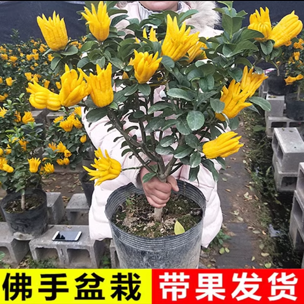 佛手柑树苗盆栽带果可食用原土球发货盆景阳台庭院观果植物好养活 收纳整理 抽气泵 原图主图