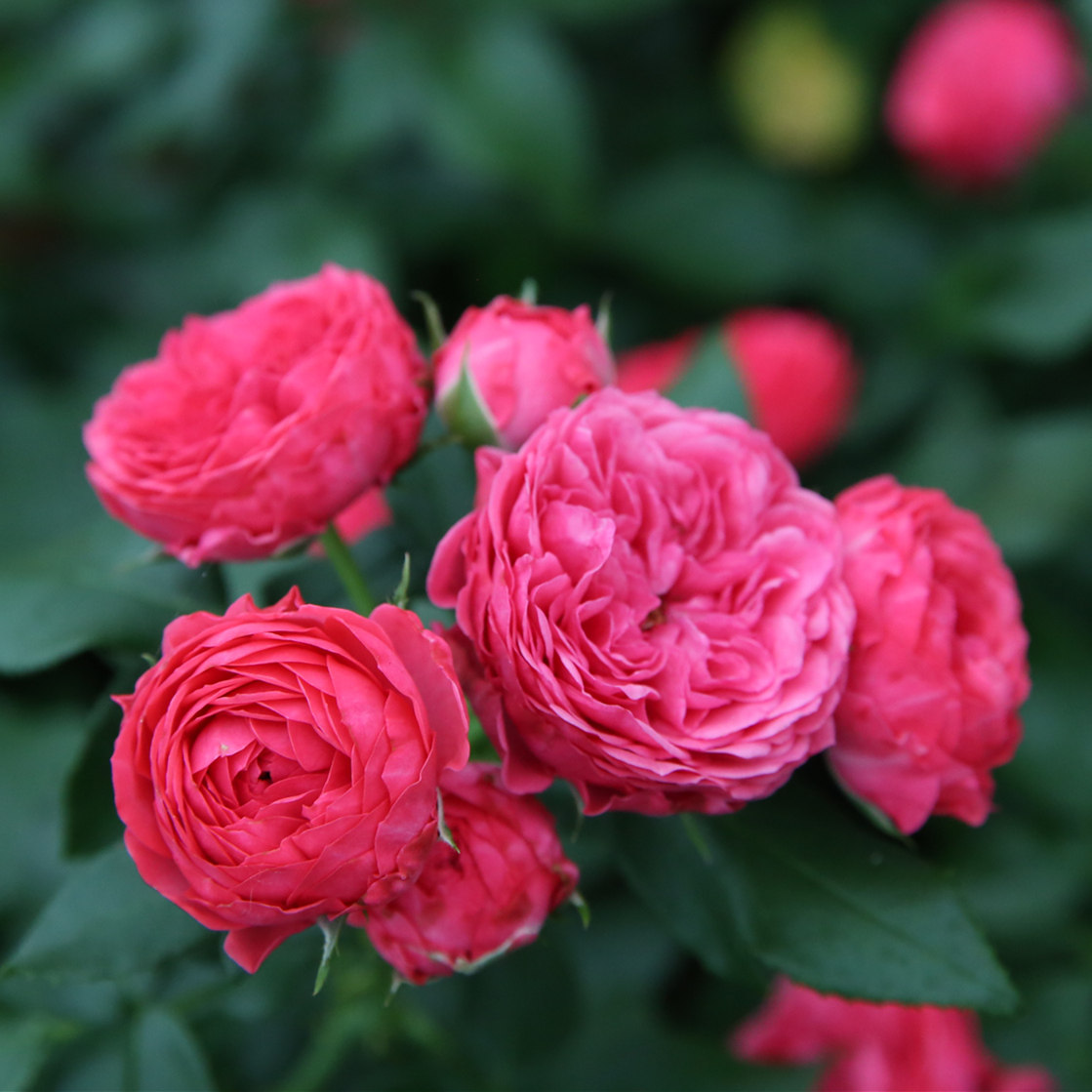 丰花月季苗乔治一世国王四季开耐热抗病阳台盆栽花卉花园植物玫瑰