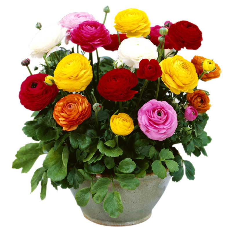 进口重瓣花毛茛种球盆栽花苗冬季好养易活花卉植物室内花芹叶牡丹