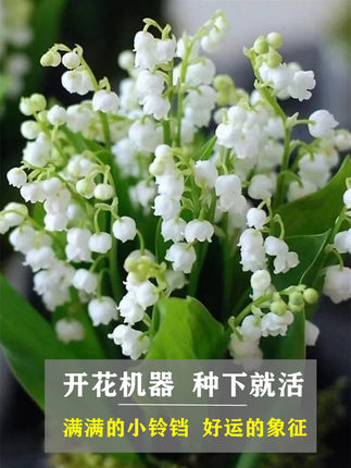 铃兰花苗带芽带根盆栽植物种球进口耐寒室内外花卉绿植四季开玲