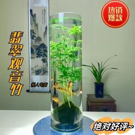苔藓球植物米竹凤尾竹红观音竹景观水培盆景客厅桌面观赏竹子盆栽