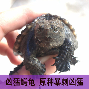 2025原种佛头苗大头爆刺原种佛小苗包风险拟鳄龟小鳄龟