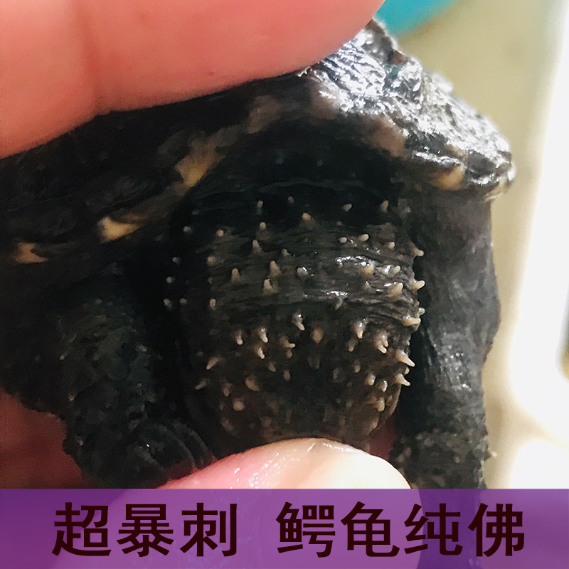 2025原种佛头苗大头爆刺原种佛纯佛乌龟小鳄龟活体包邮包风险