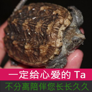 鳄龟活物纯佛爆刺王活体龟苗小龟杂佛宠物小鳄北美佛罗里达小乌龟