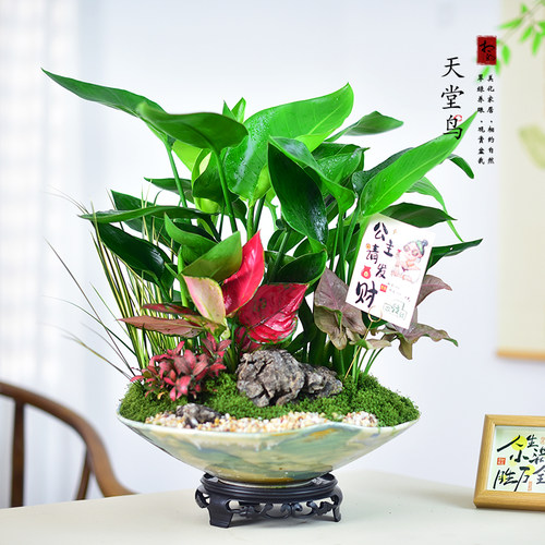 天堂鸟盆栽室内客厅高级感大型绿植办公室大叶植物高端鹤望兰新房