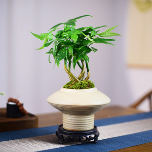 发财树禅意中式文人盆景盆栽室内茶室茶桌书房庭院四季好养