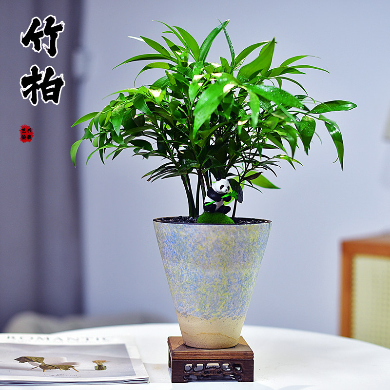 平安竹柏盆景室内植物长寿竹盆栽办公客厅阳台四季常青好养微景观