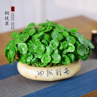 好养植物盆景 铜钱草盆栽金钱草室内茶室办公客厅植物水培绿植四季
