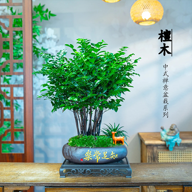 丛林小叶紫檀黑骨茶绿植盆栽客厅四季好养室内桌面小盆景植物摆件