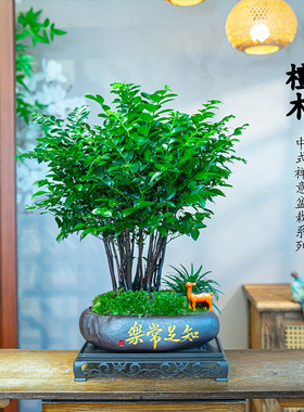 丛林小叶紫檀黑骨茶绿植盆栽客厅四季好养室内桌面小盆景植物摆件