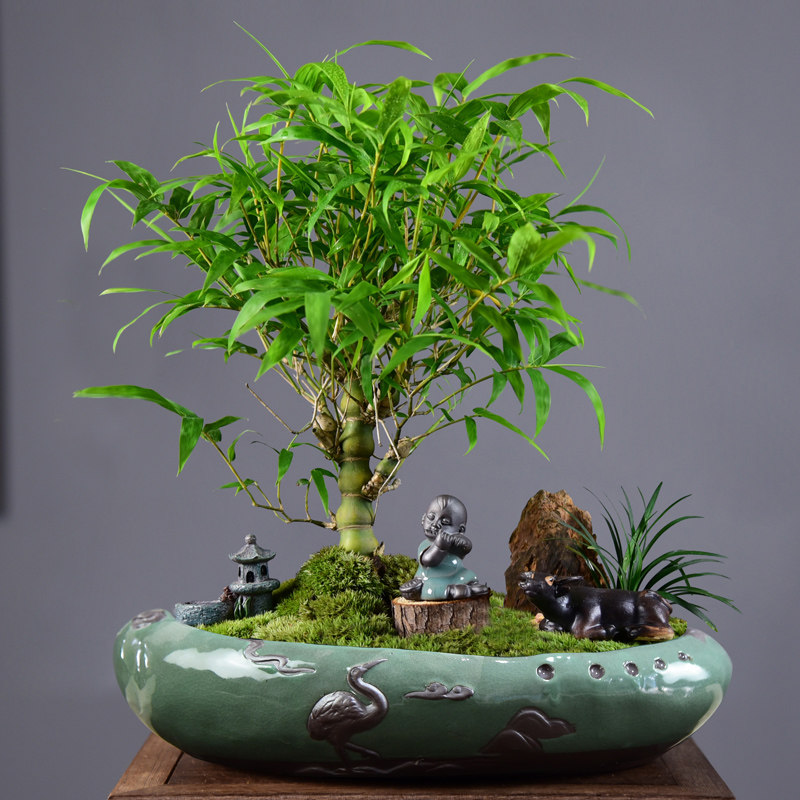 佛肚竹子盆栽葫芦竹盆景客厅桌面桌面绿植