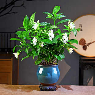 丁香花盆栽花卉室内花绿植阳台四季常青芳香中式简约盆景美观植物