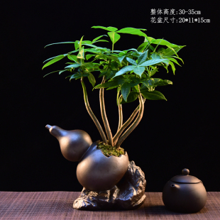 意境-艺术发财树鲜活室内四季好养花卉绿植盆栽盆景客厅桌面自然