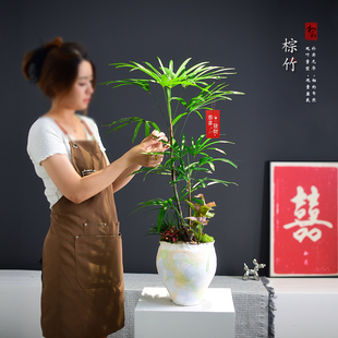 细叶棕竹盆栽绿植花卉盆栽观叶植物四季常青好养室内盆景