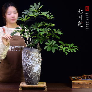 七叶莲盆栽植物鸭掌木鹅掌财室内客厅办公大盆景空间绿植乔迁送礼