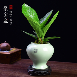 聚宝盆绿植盆景花卉大叶植物室内办公客厅阳台发客厅观叶网红盆栽