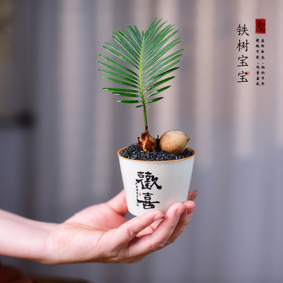 一叶铁树盆栽植物室内好养花卉桌面小植物茶桌欢喜艺术小盆景摆件