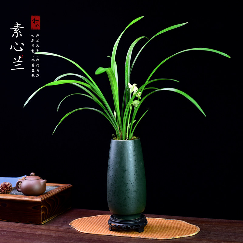 建兰素心兰盆栽天香素送礼品浓香型兰花植物室内四季好养花卉盆景