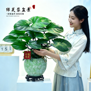 绿芙蓉盆栽造型大叶观赏植物桌面盆景好养室内办公室绿植摆件送礼