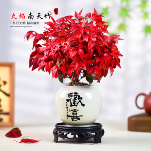 火焰南天竹盆景绿植盆栽中式客厅禅意观叶室内桌面摆件植物好养活