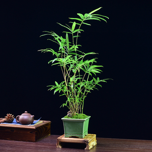 红观音竹盆景竹子红竹盆栽办公书房茶桌客厅米竹桌面绿植好养送礼