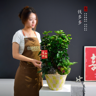 福禄桐盆栽钱串子植物寓意盆景送礼客厅办公阳台美观绿植四季常青