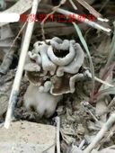 风味人间 包邮 巴楚蘑菇250克 送野菇 新疆野生菌巴楚菇 新货