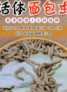 鸟食八哥鹦鹉百灵画眉幼鸟虫蜥蜴